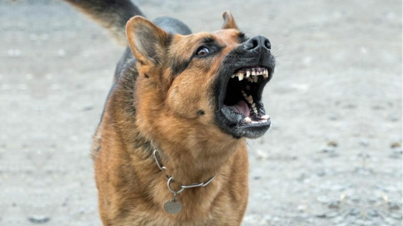 A german shepherd dog is barking with its mouth open.