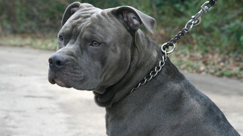 A gray dog with a chain around its neck