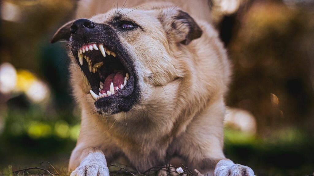 A close up of a dog with its mouth open.