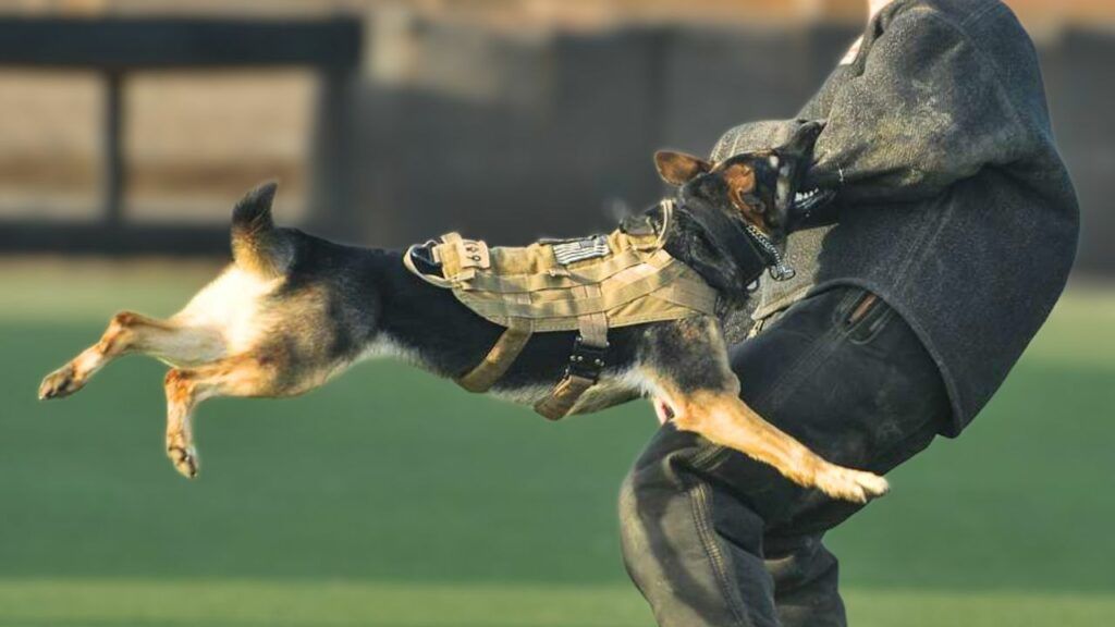 A man is holding a german shepherd in his arms