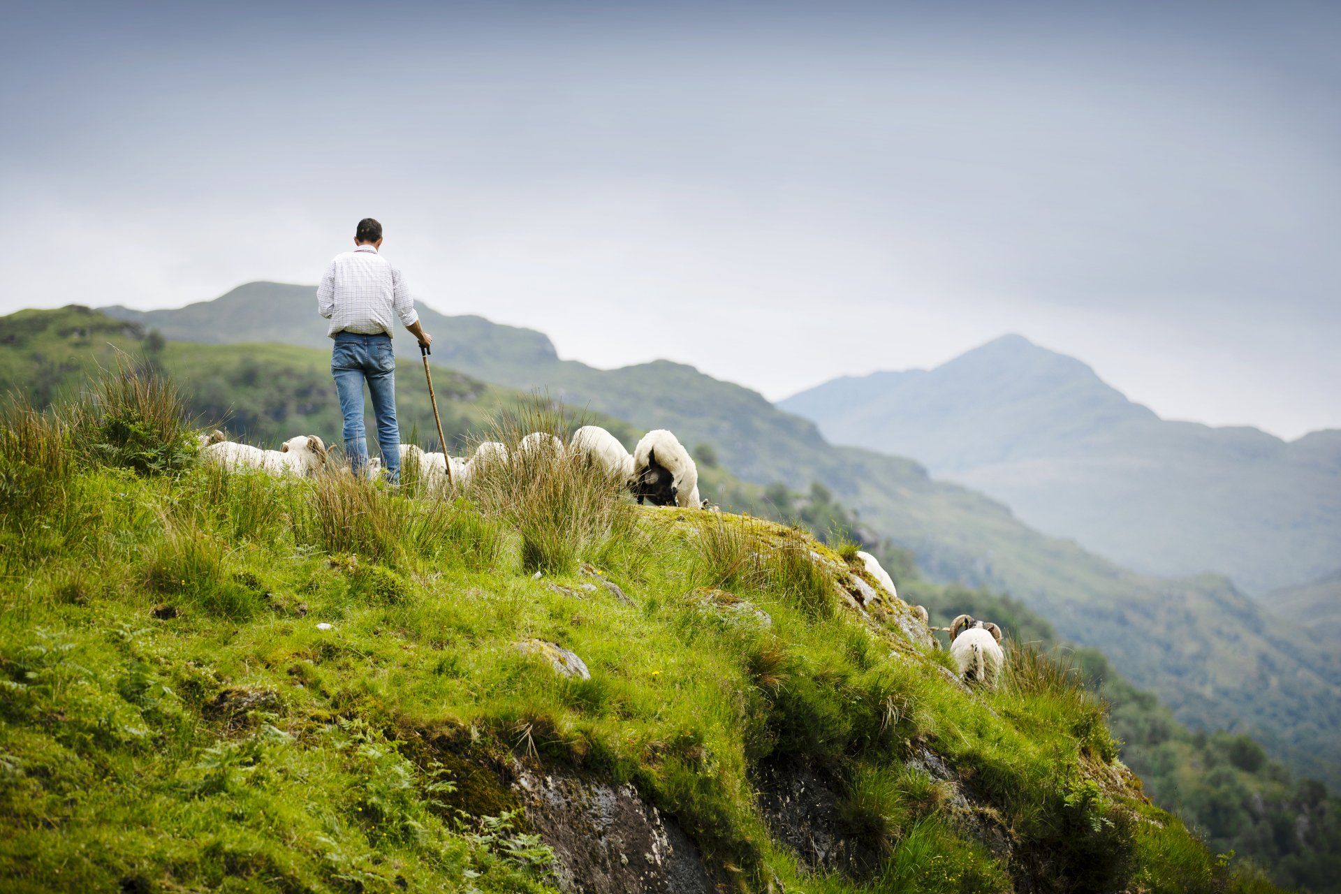 Liver fluke control in Argyll