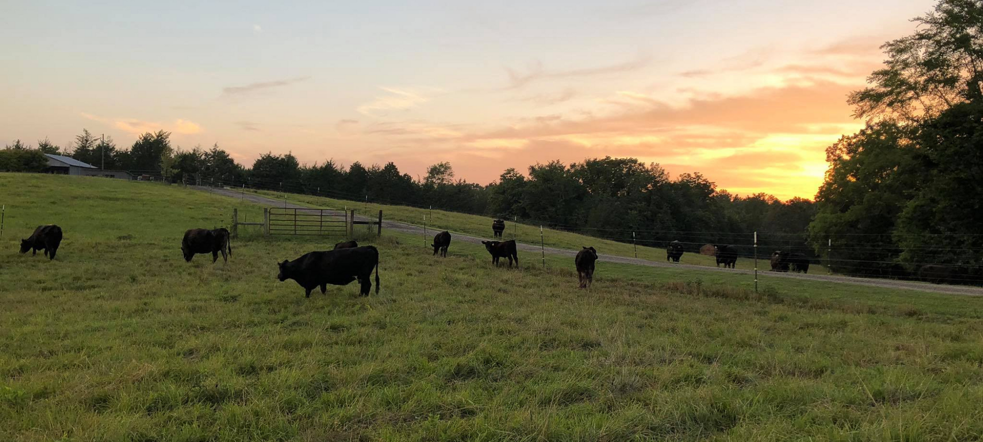Cows grazing in a grassy field at sunset with trees lining the horizon.
