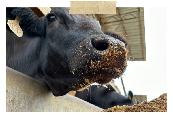 Close-up of a black cow eating feed at a farm trough