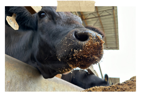 Close-up of a black cow eating feed at a farm trough