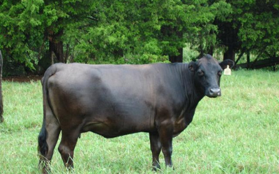 Black cow standing in a grassy field with trees in the background