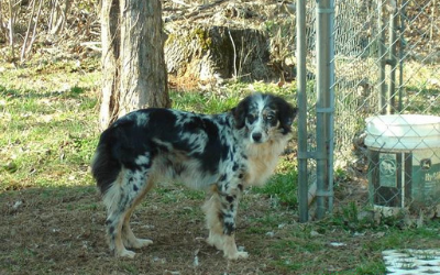 Black-and-white dog standing by a fence in a grassy yard, looking at the camera