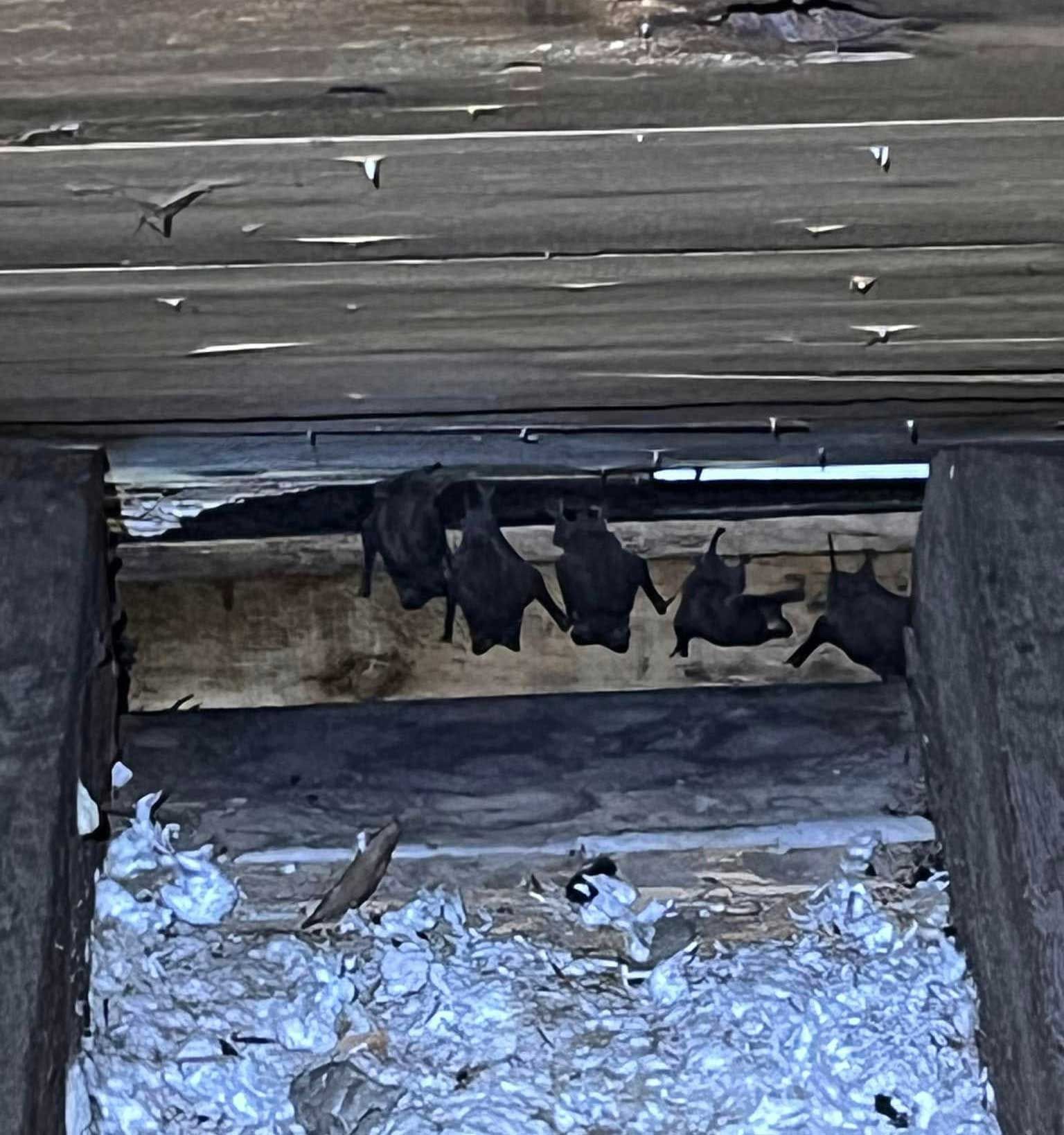 Bats hanging from a wooden ceiling; a bird perches on nesting material below.