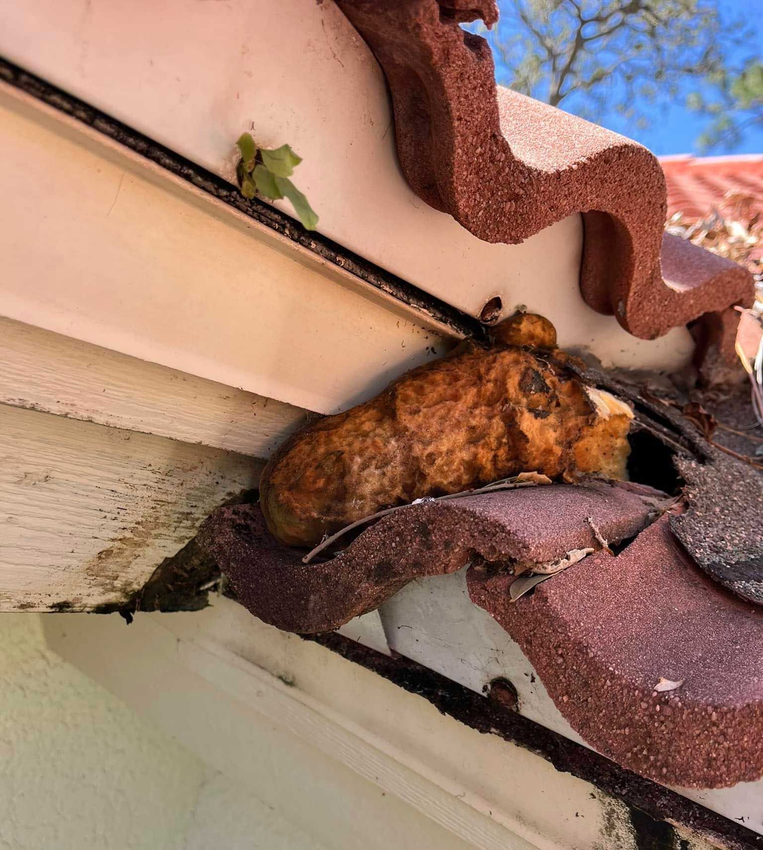 Close-up of a damaged roof gutter with a large, orange, decaying mass and a few leaves.