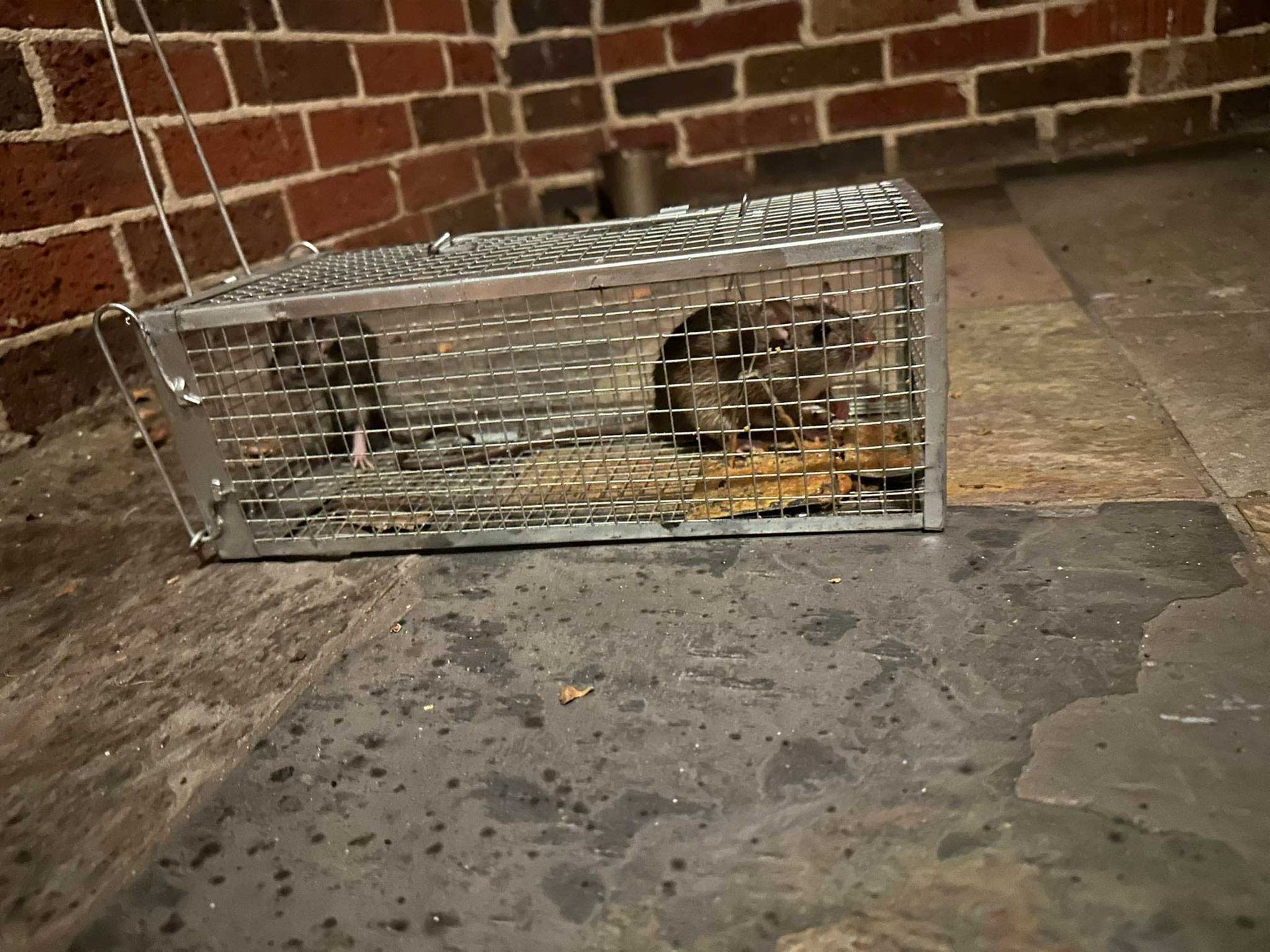 A live animal trap with a small animal inside, set on stone tiles near a brick wall.