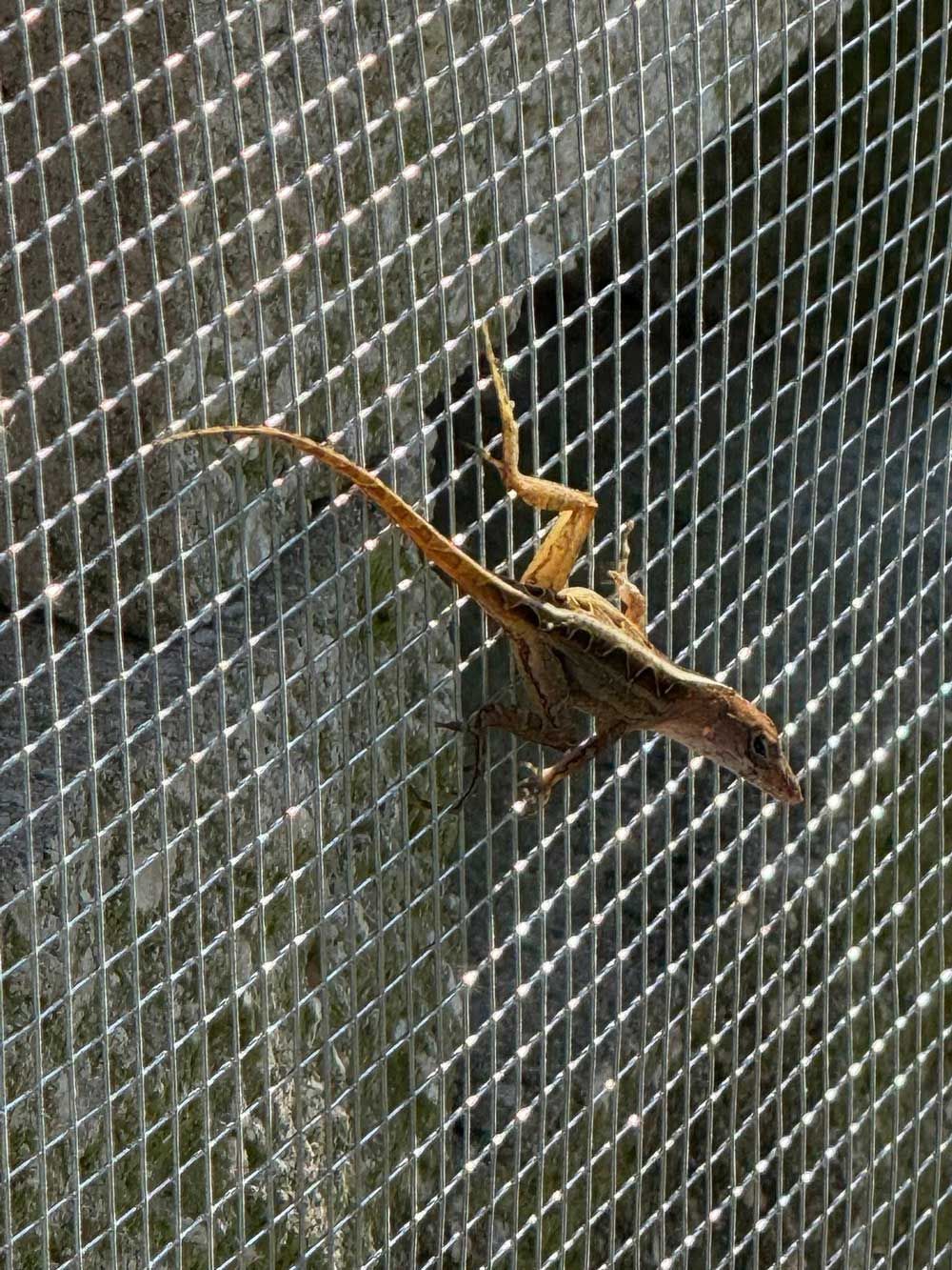 Brown lizard clinging to a metal mesh screen.