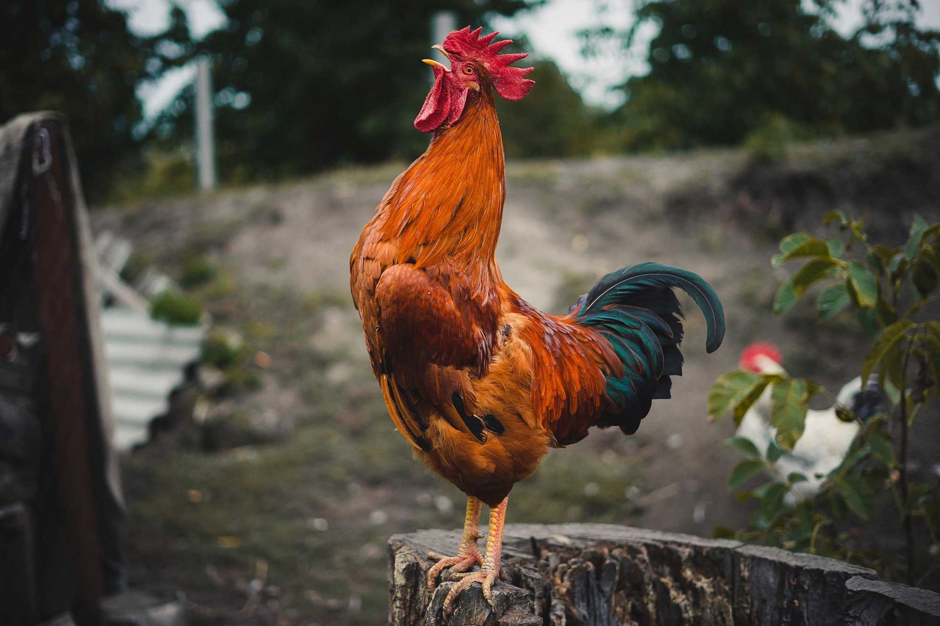 Rooster with red comb and brown feathers crows atop a tree stump in a rural setting.