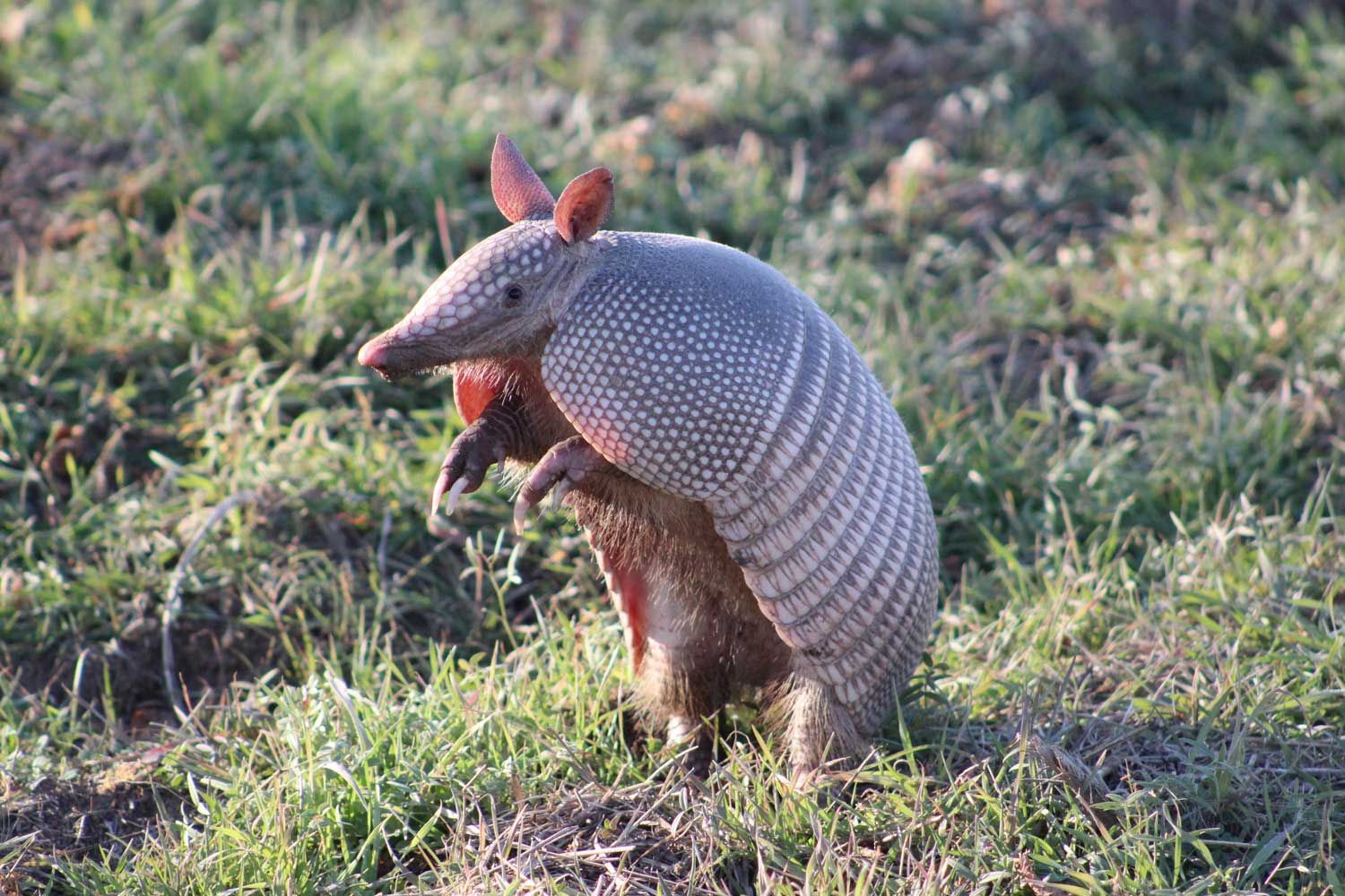 Armadillo standing in grass, brown and gray with a protective shell.