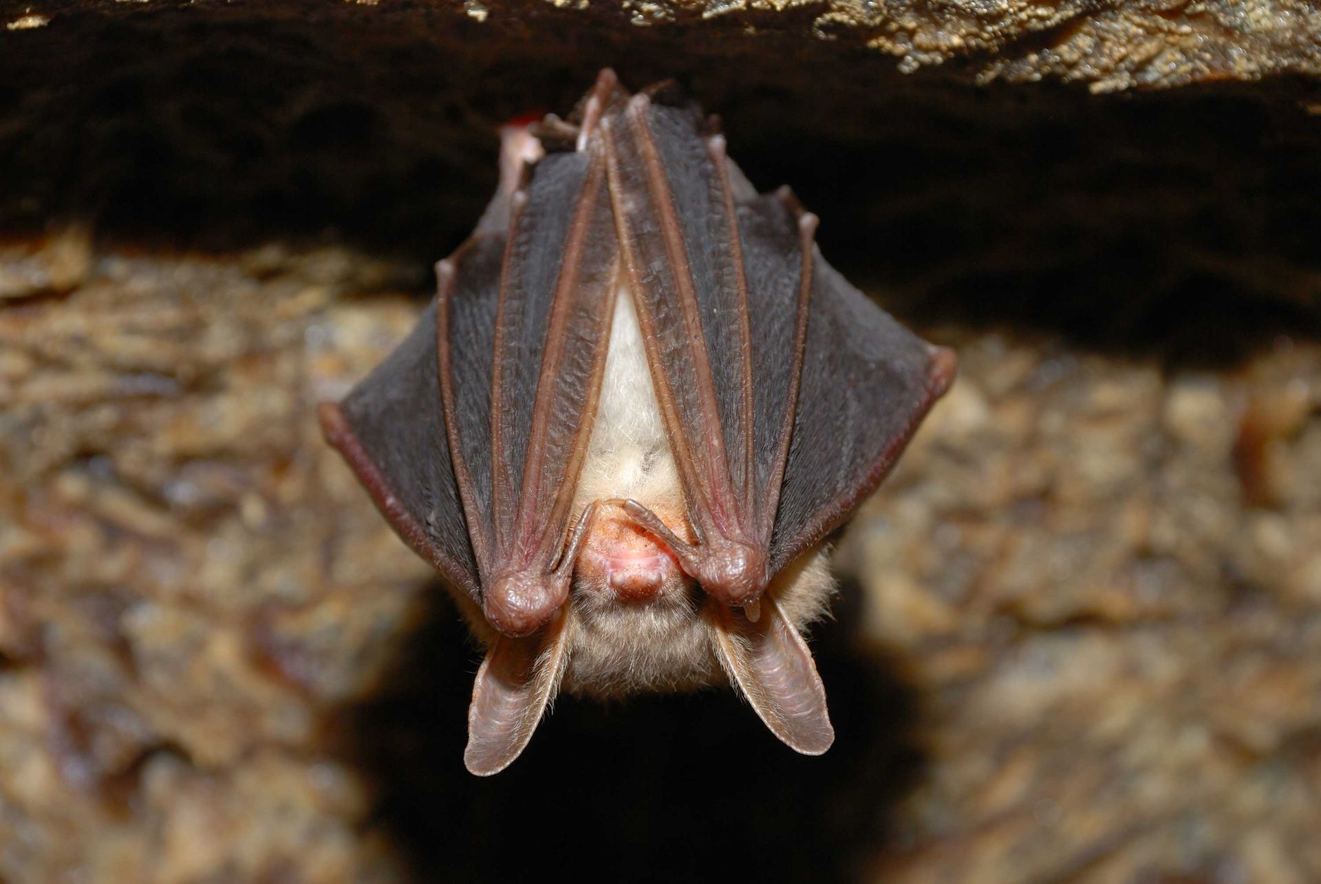 Bat hanging upside down, wings spread, inside a dark cave.