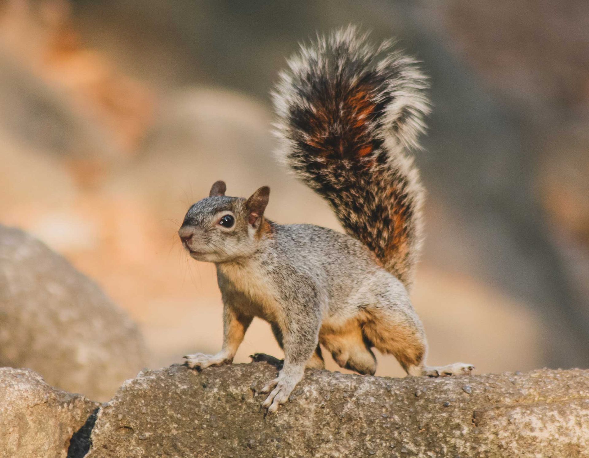 Squirrel with bushy, multicolored tail standing on a rock.