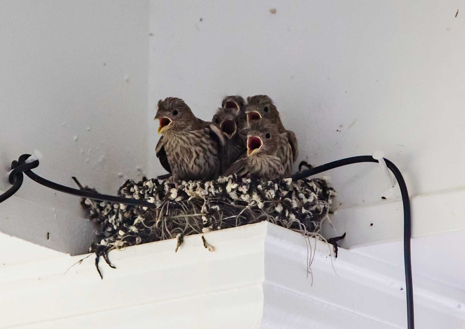 Four baby birds with open beaks in a nest made of twigs, placed in a corner on a white surface.