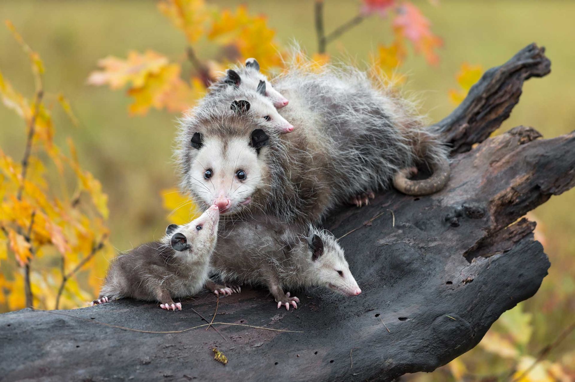 Opossum and four babies on a charred log, fall foliage in the background. Mother sniffs one baby.