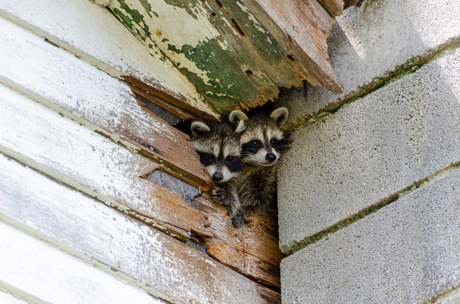Two baby raccoons peer out from a hole in a building's weathered siding.