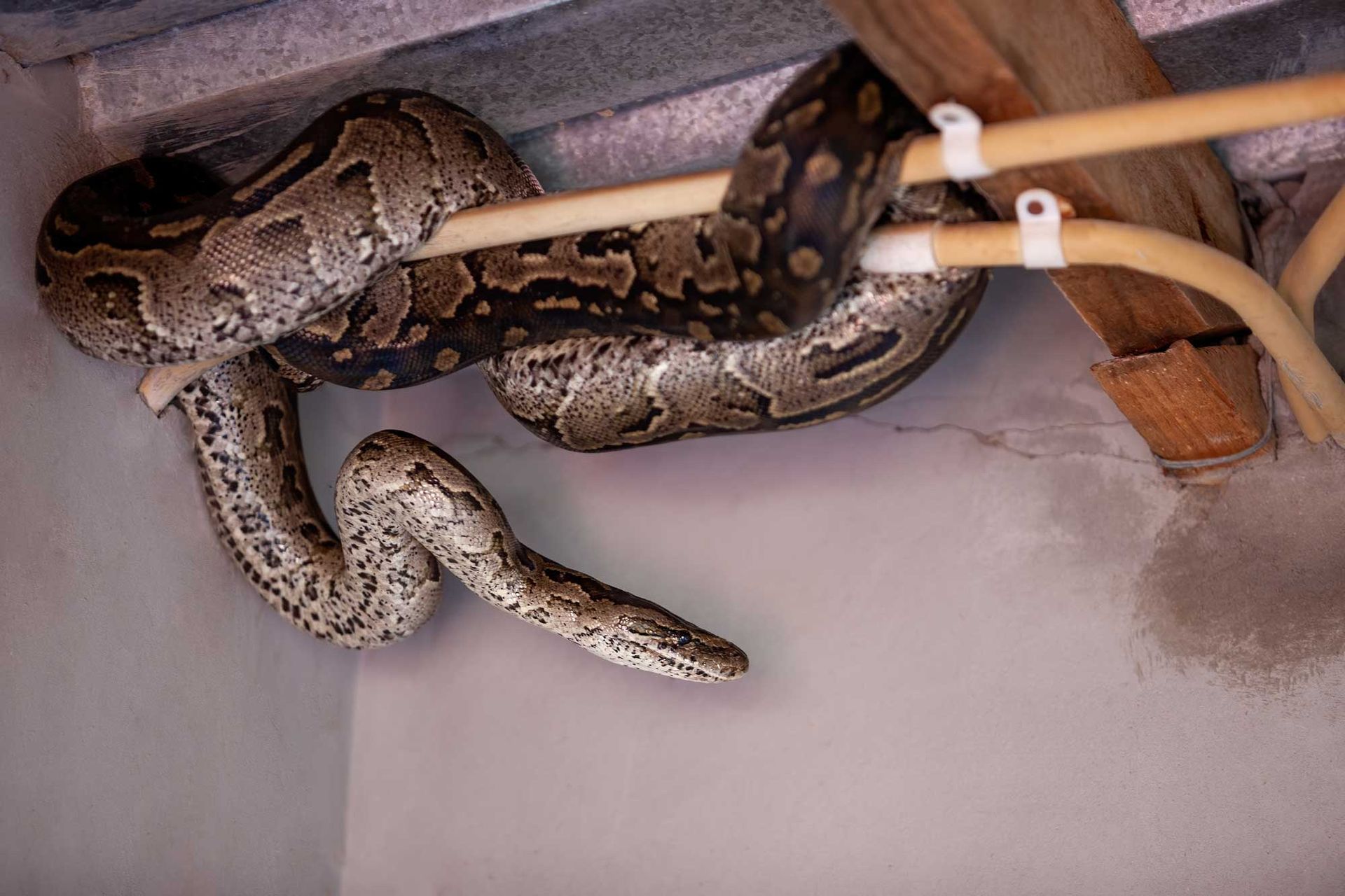 Large snake, brown and beige pattern, coiled on a wooden support near a white wall and ceiling.
