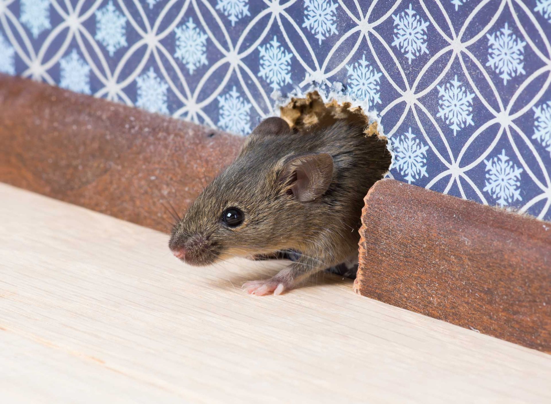 Mouse peeks out of a hole in a brown tube against a blue snowflake patterned background.