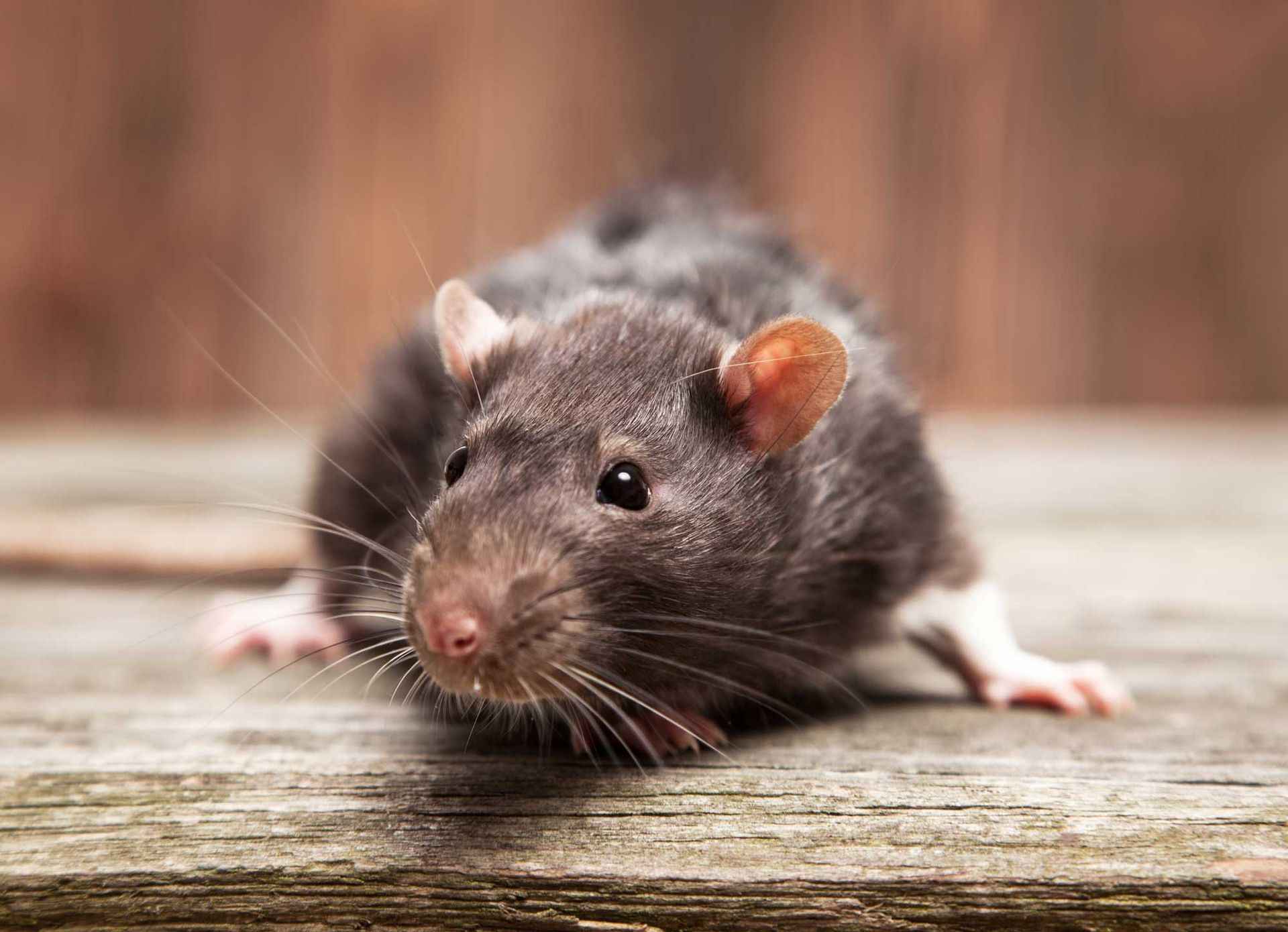Gray rat with pink ears and white paws on a wooden surface.