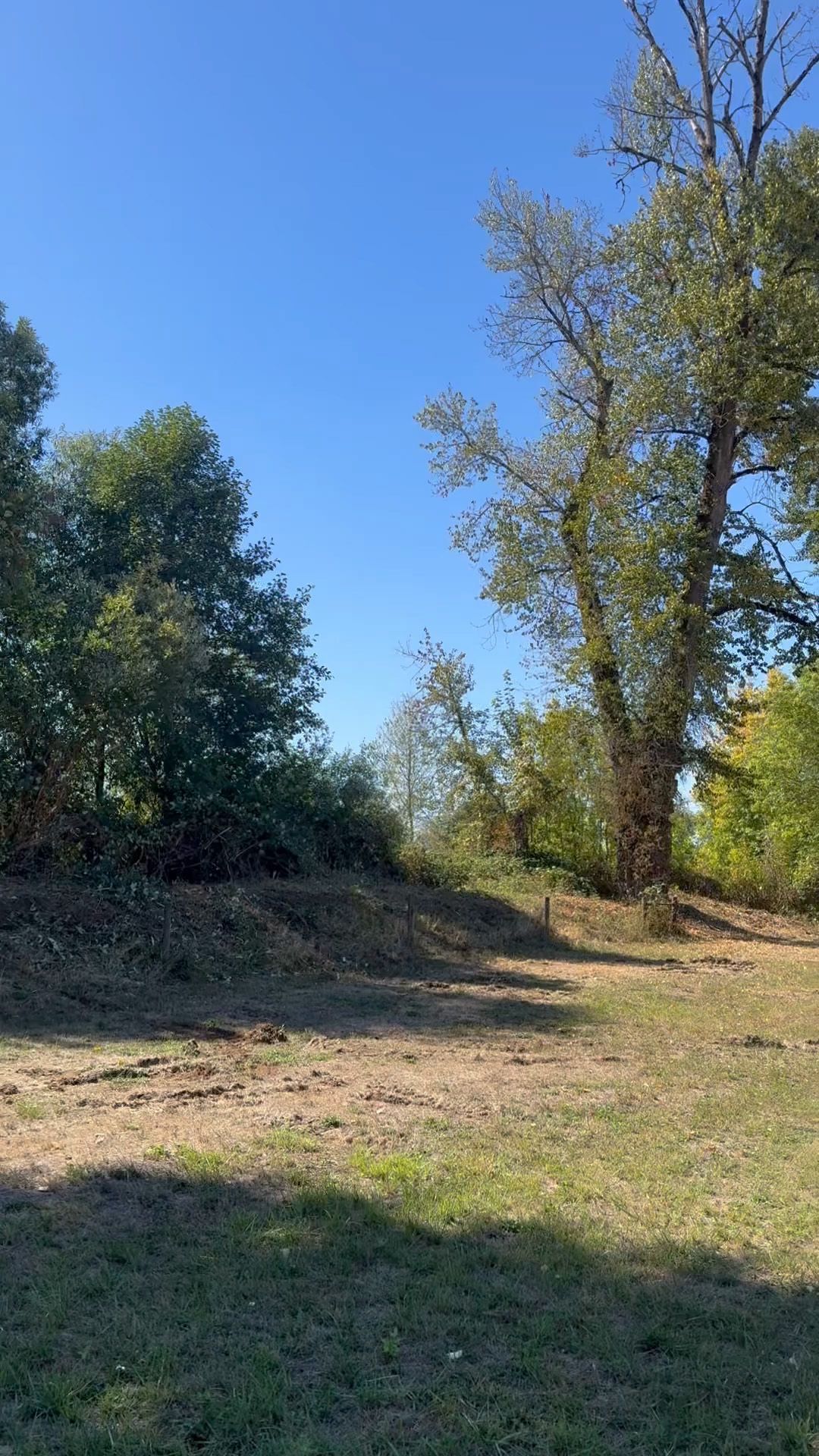 Grassy clearing with trees under a blue sky.