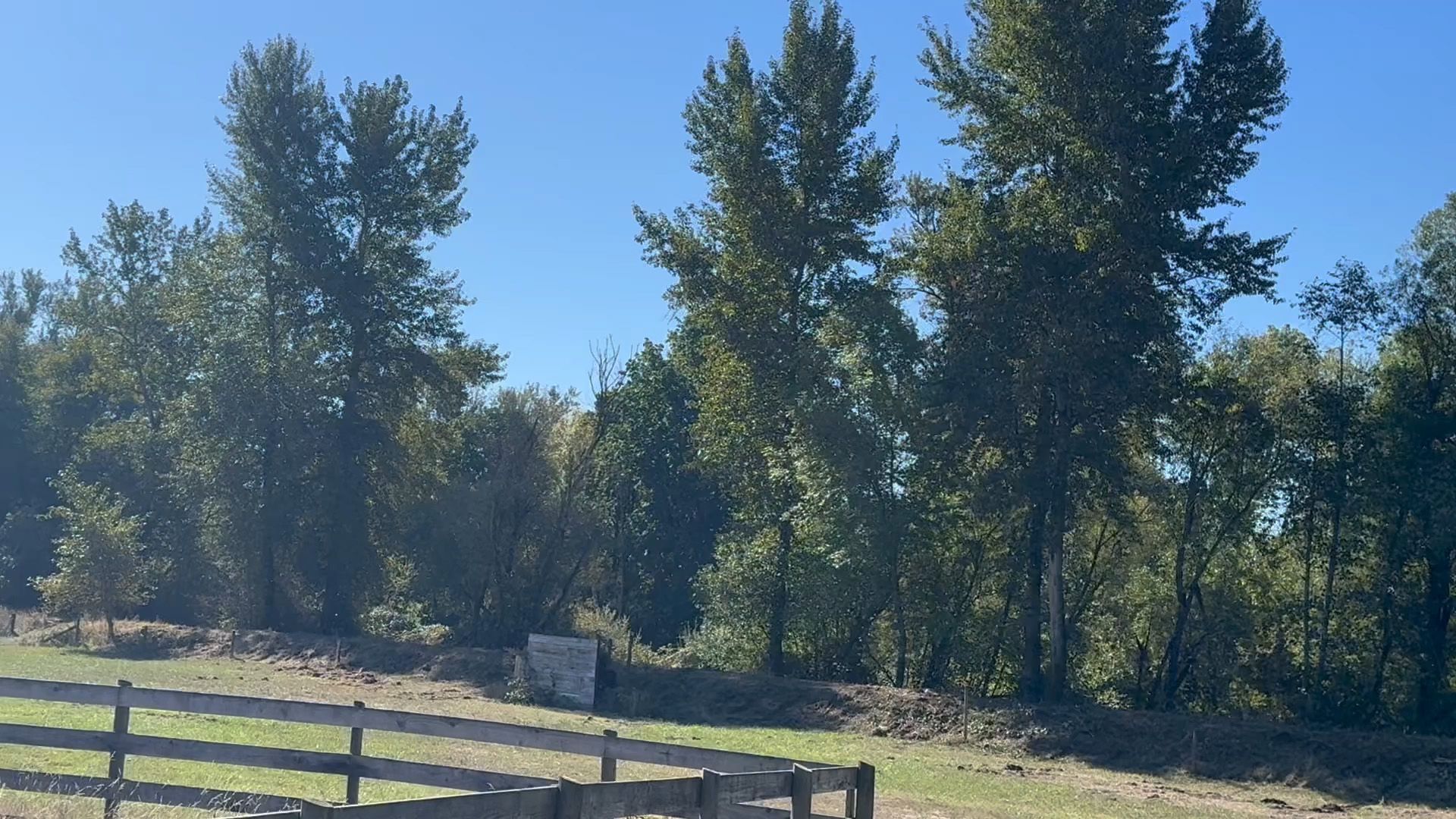 Trees behind a wooden fence, under a clear blue sky.