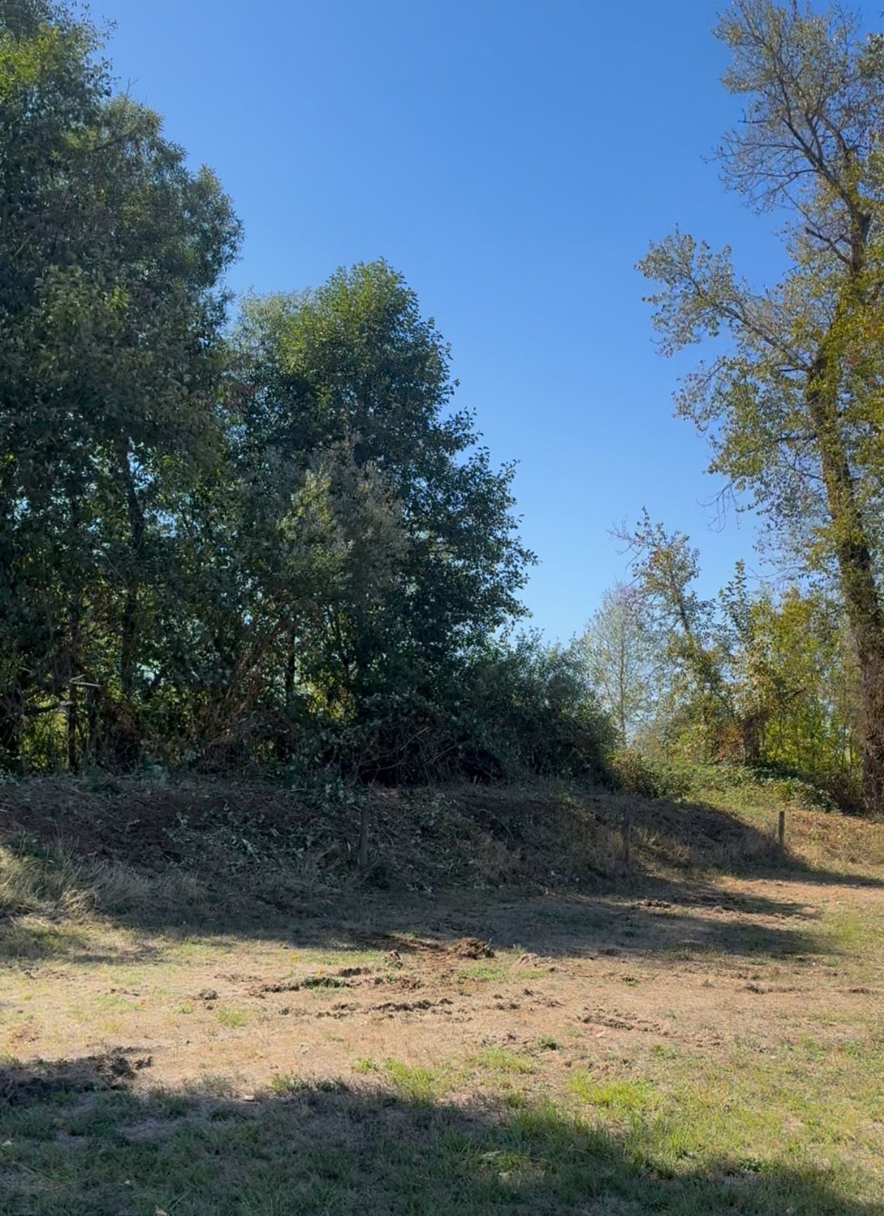 Trees line a grassy area under a clear blue sky.