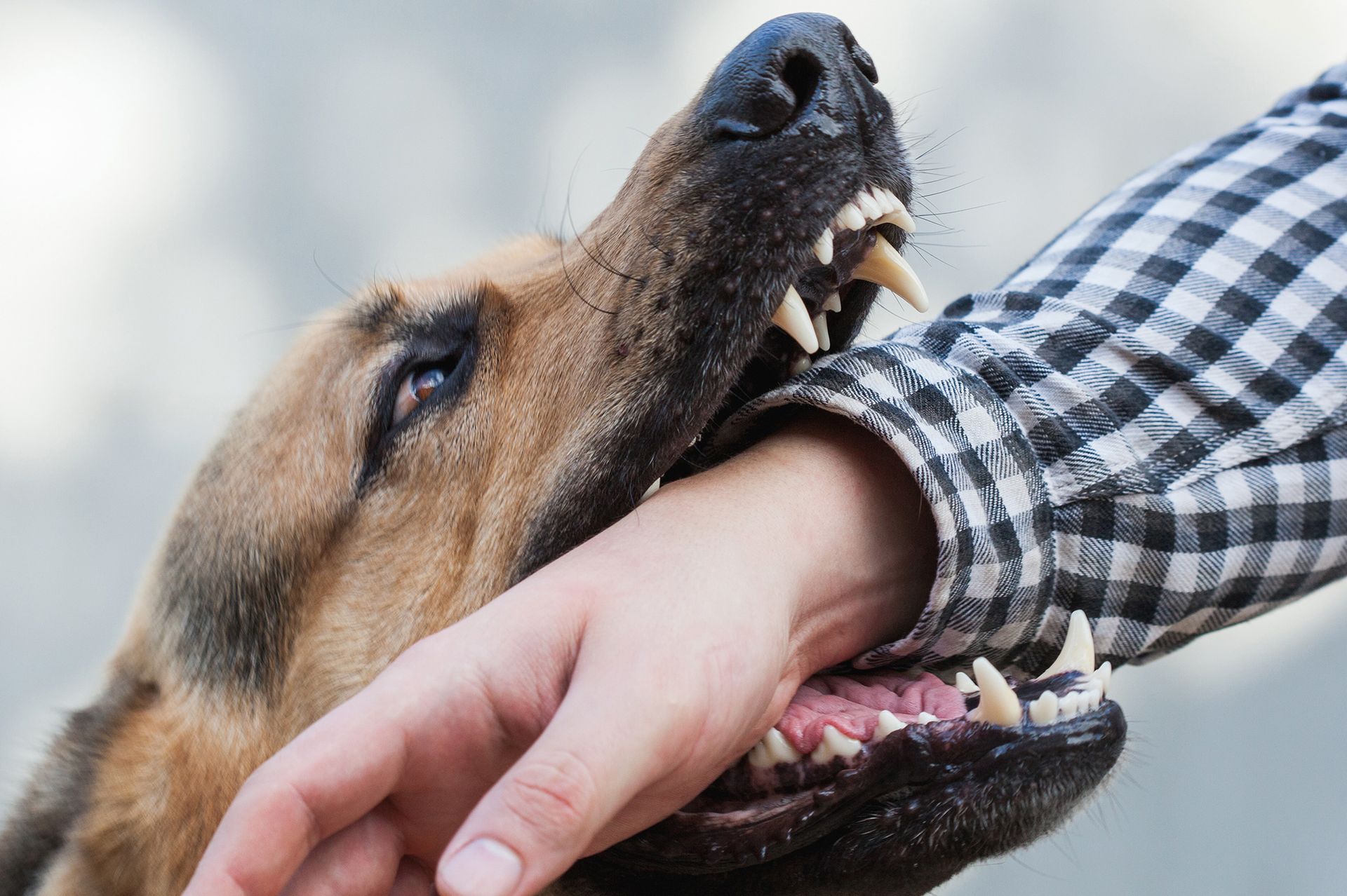 German Shepherd Bites a Man — Eau Claire, WI — Poquette, Donnellan & Schlewitz Law, LLC