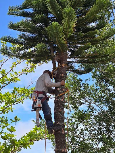 A man is climbing a tree with a chainsaw.