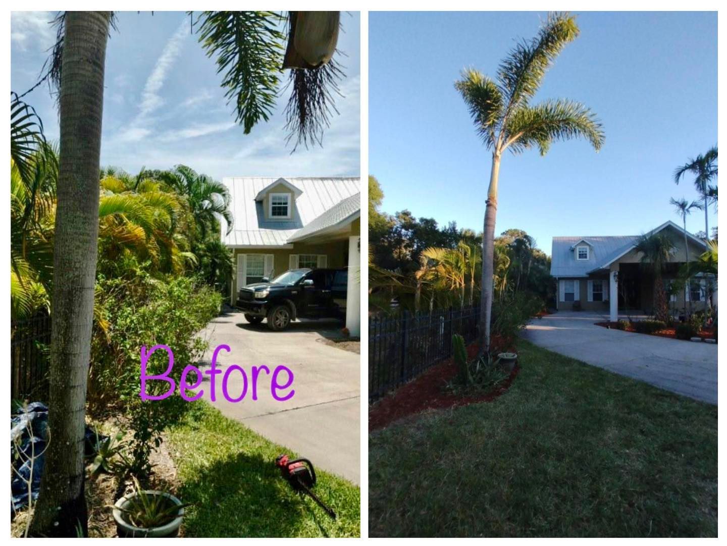 A before and after picture of a palm tree in front of a house.