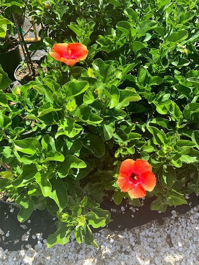 Two orange flowers are growing on a bush with green leaves.