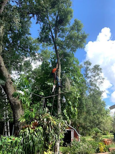 A man is climbing a tree in a backyard.