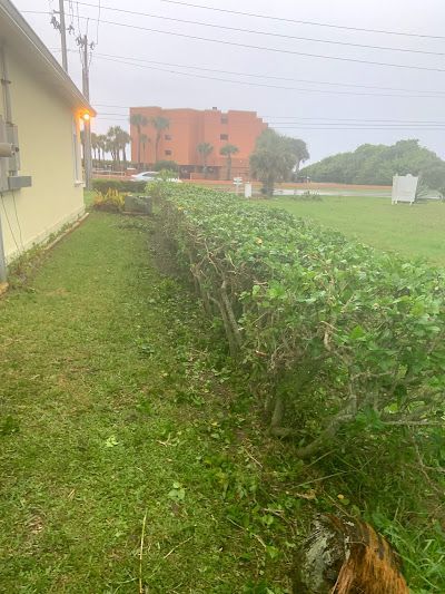 A dog is standing in the grass next to a hedge.