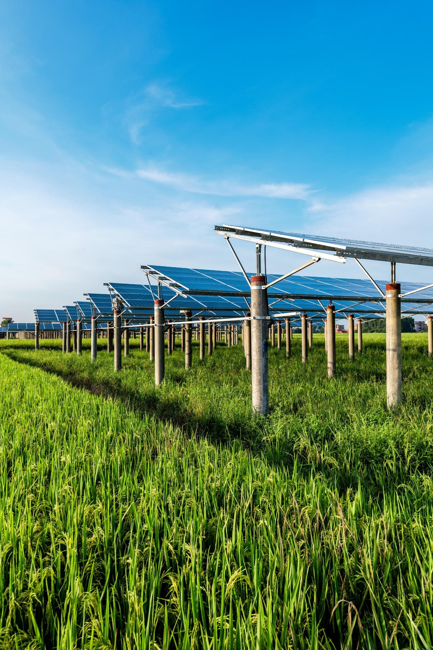 Solar panels in a field of green grass under a clear, blue sky.