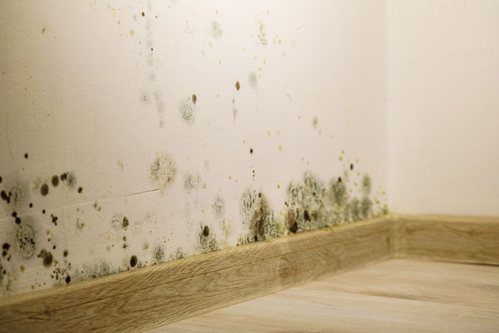Mold growth on a white wall, corner view, near wooden baseboard.