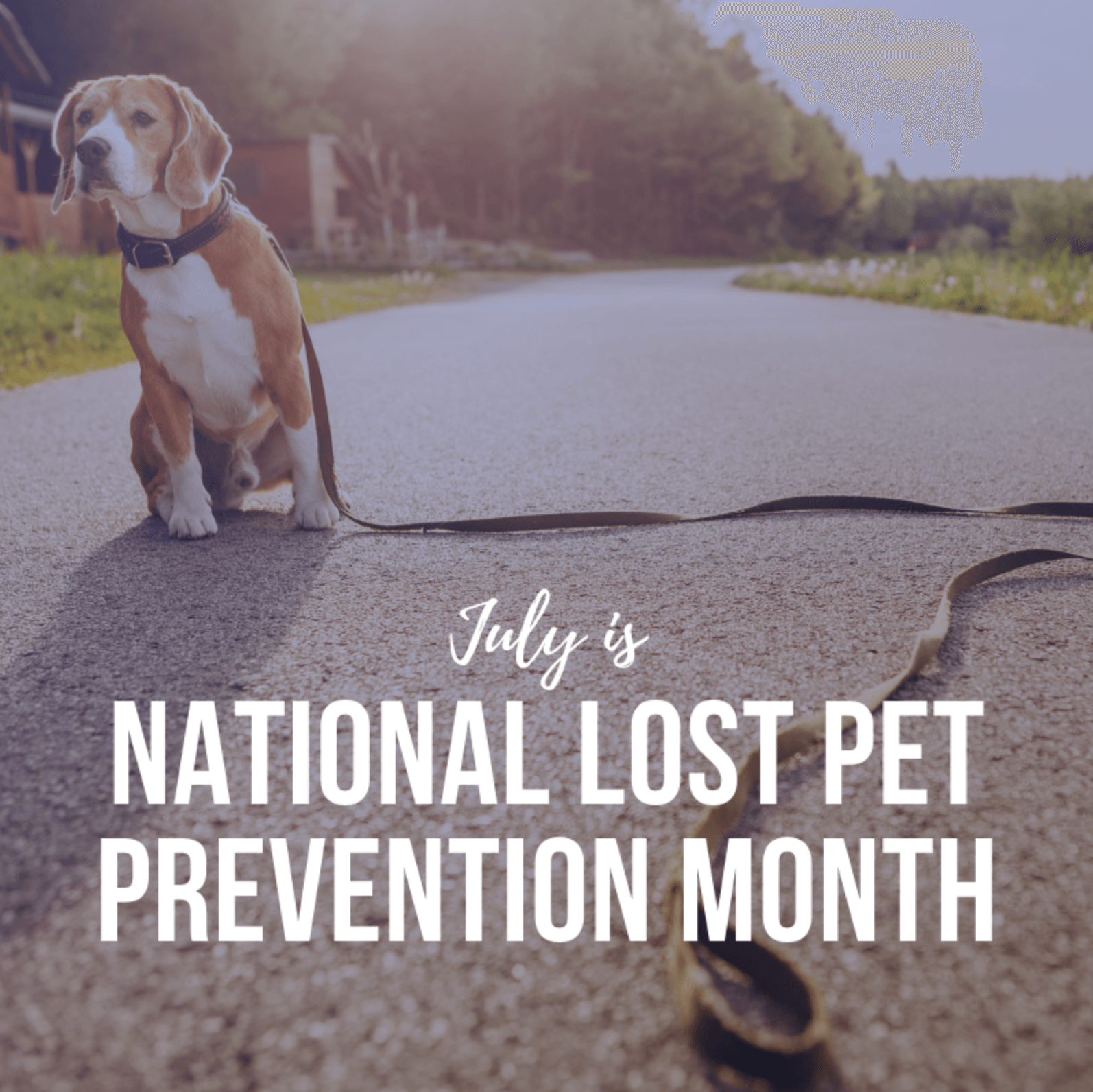 Veterinary Social Media Marketing Launcher Social