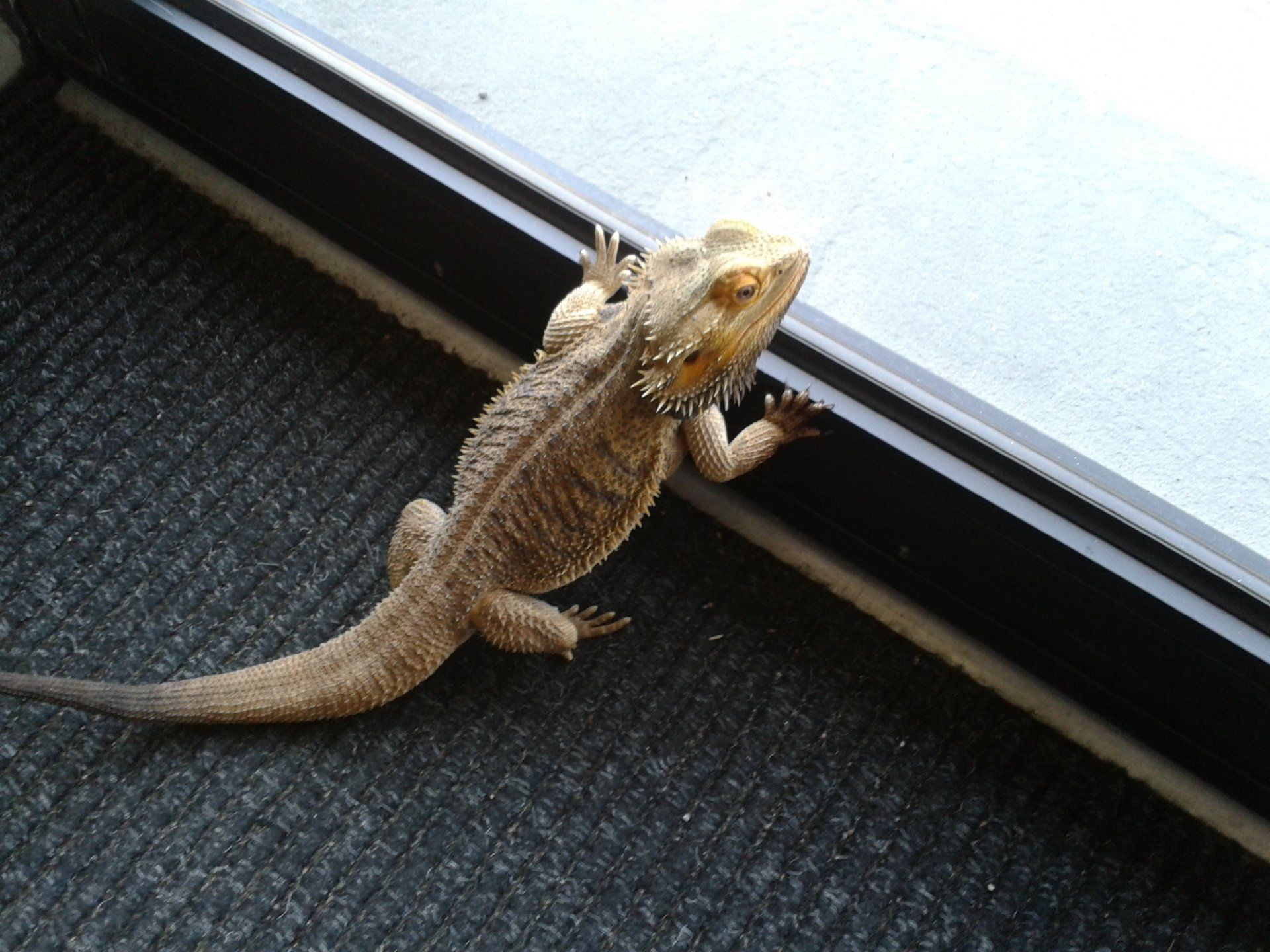 lizard looking out door