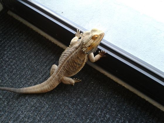 lizard looking out door