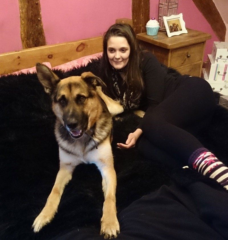 Chenko rescue GSD with dog walker