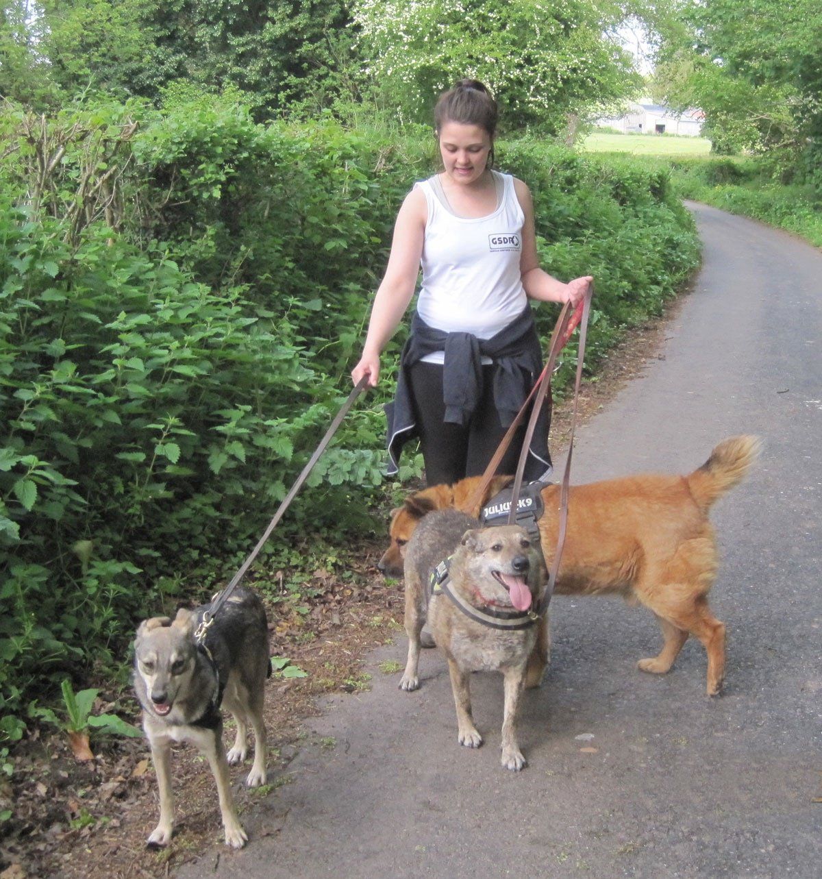 dog walker with three rescue dog