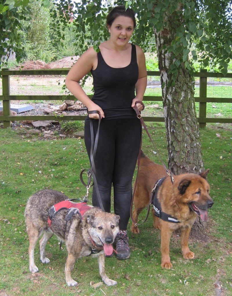 Chow Chow Ginger Ninja Walking With Lemmie