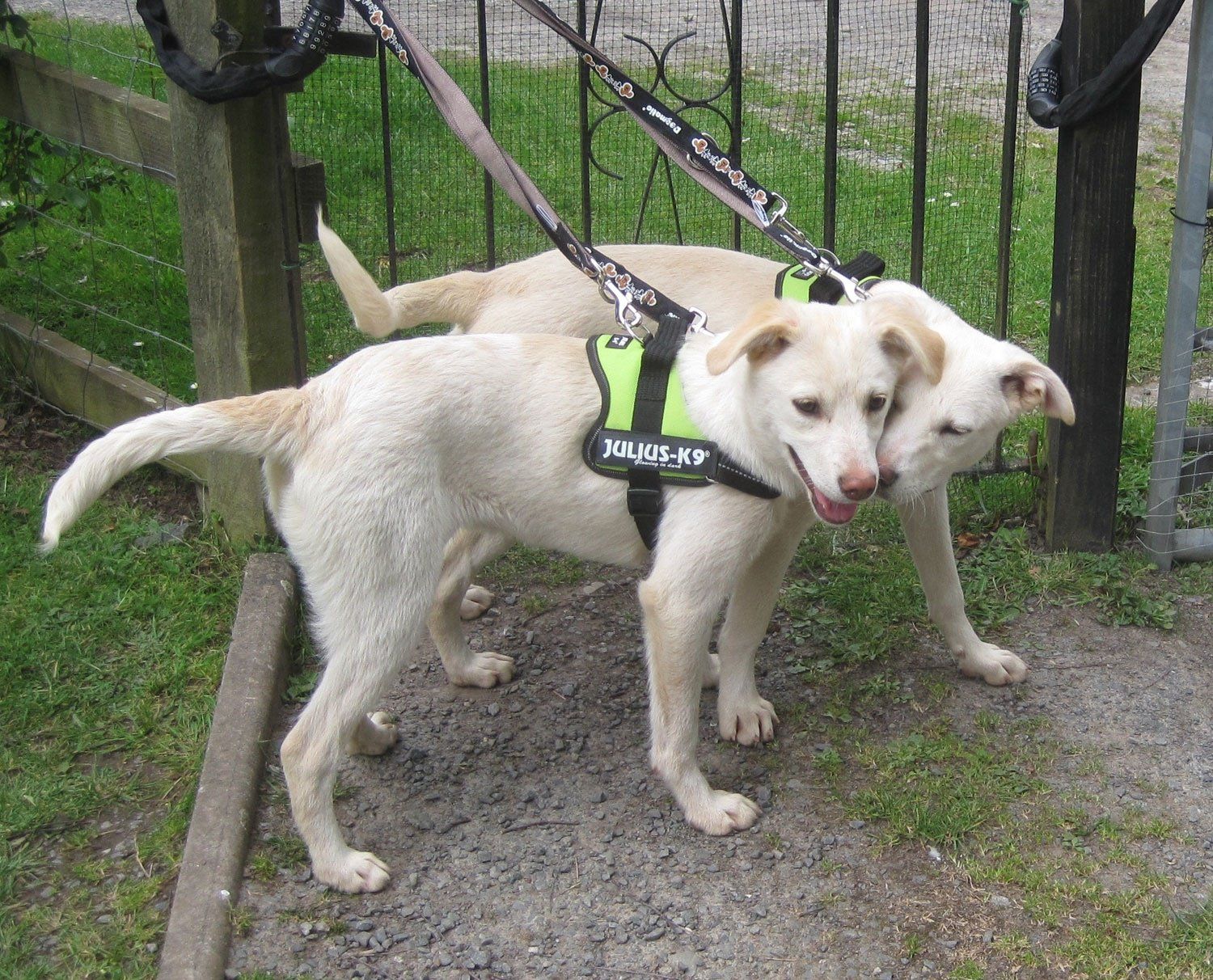 Puppies Lottie and Tottie Off For A Walk