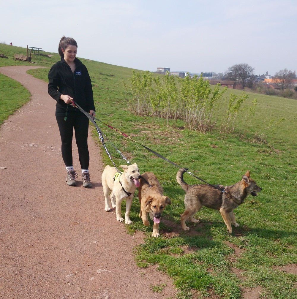 Dog Walker Walking Puppies In The Park