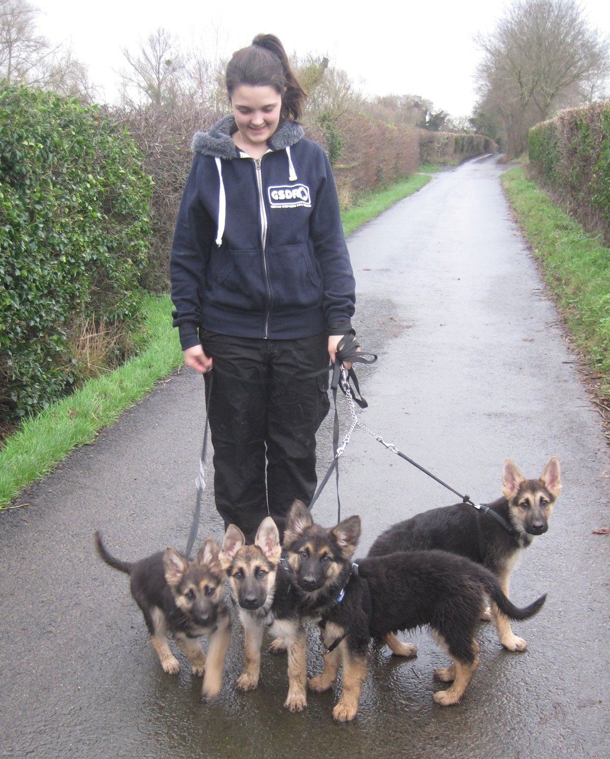 Walking German Shepherd Puppies