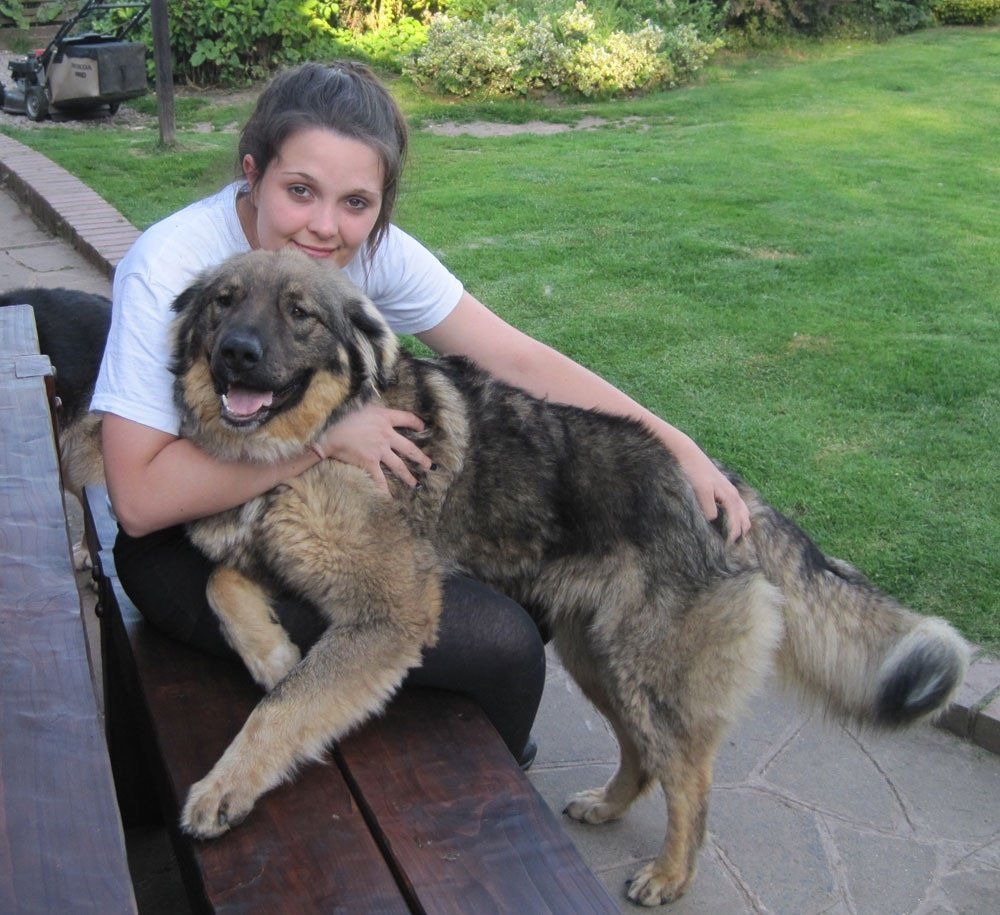 Dog Walker With Carparthian Shepherd