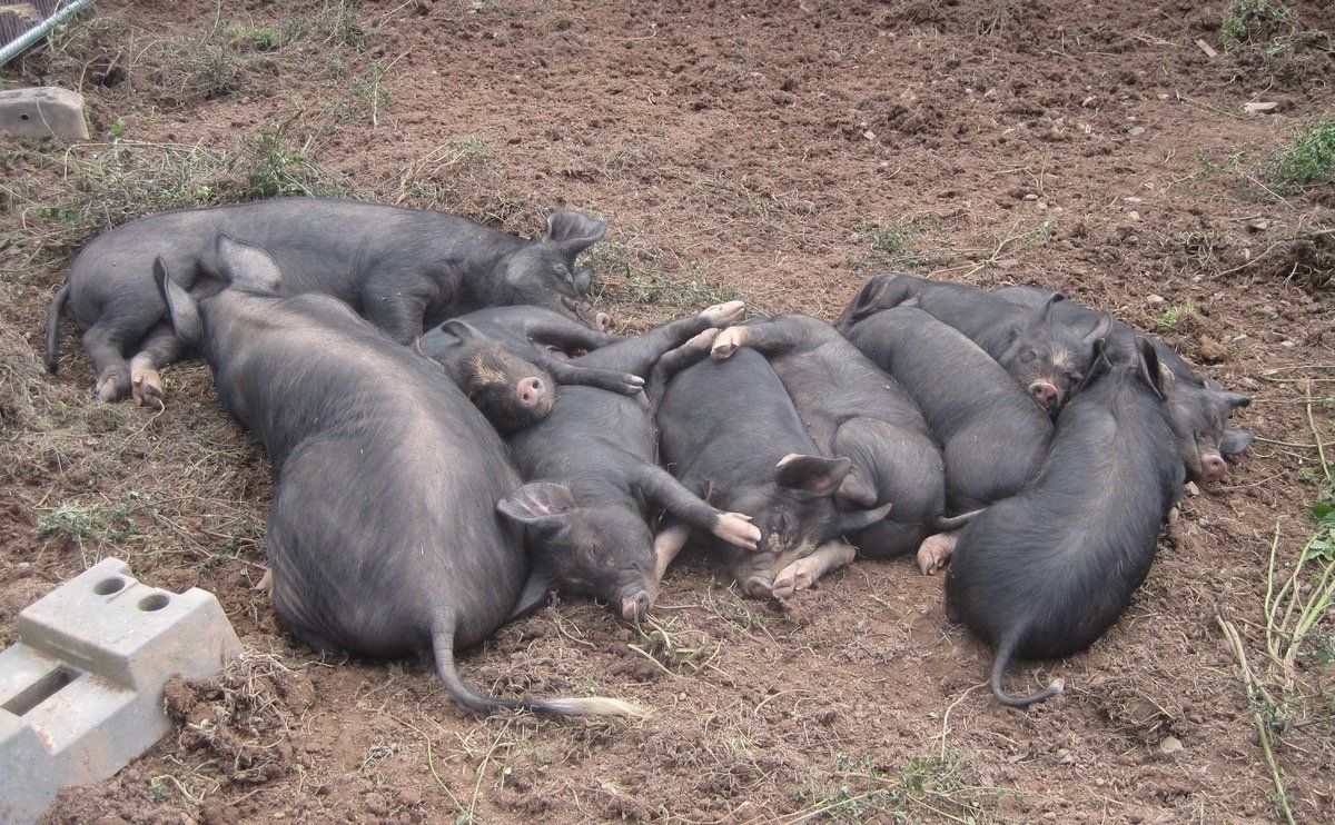 pet pigs with their piglets