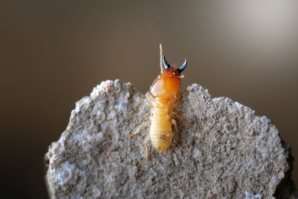 Termite, With an Orange Head and Dark Mandibles, on a Piece of Light-colored Material
