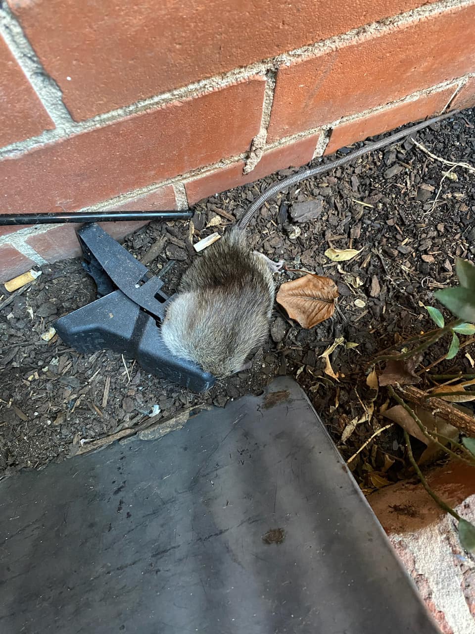 Rat Trapped | Professional Pest Control