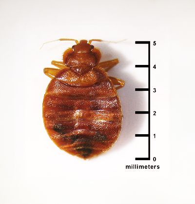 Bed Bugs — Professional Pest Control In Thurgoona NSW