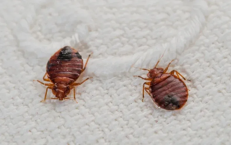 Two Bed Bug — Professional Pest Control In Thurgoona NSW